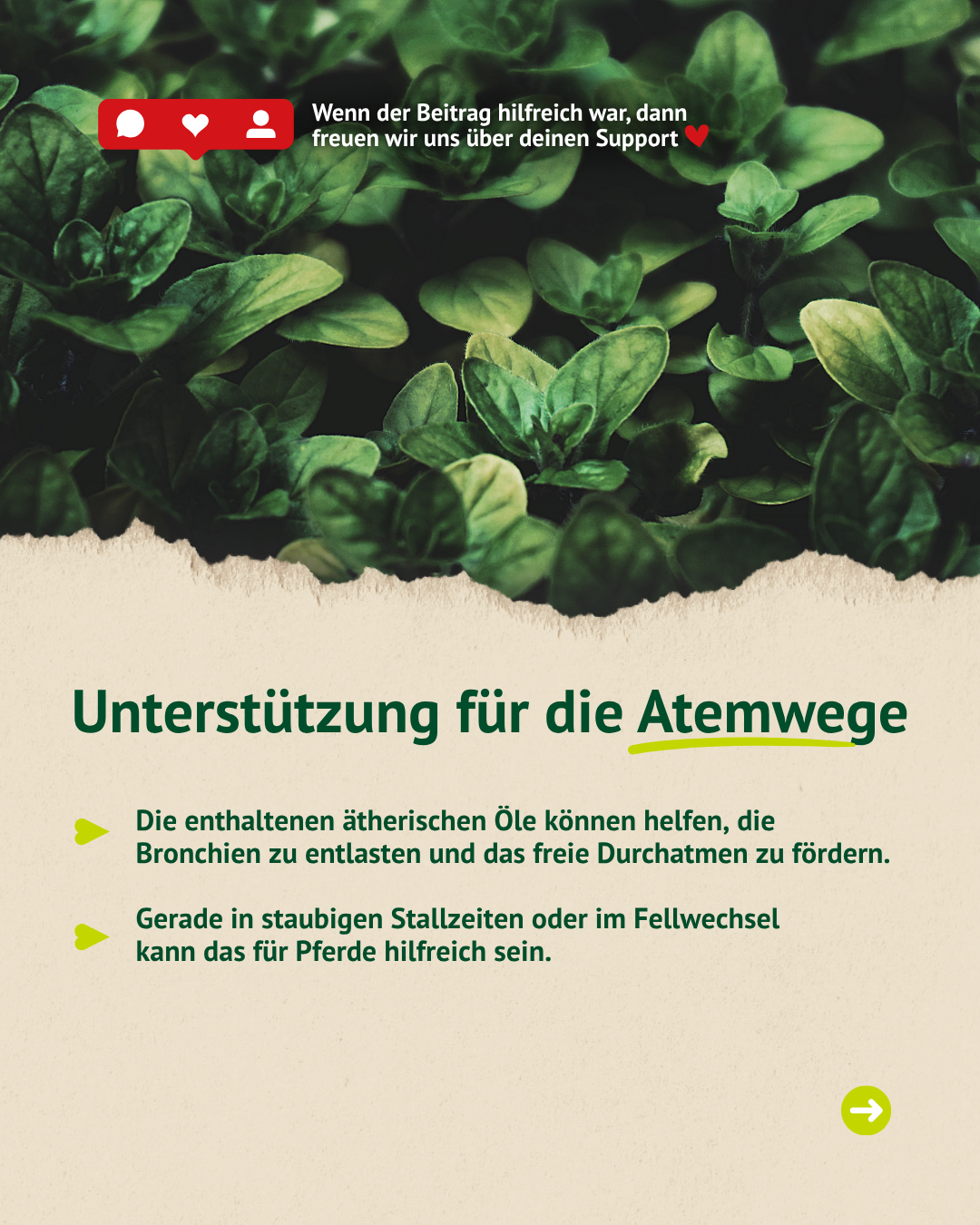 Oregano kann die Atemwege deines Pferdes unterstützen und das Abhusten fördern
