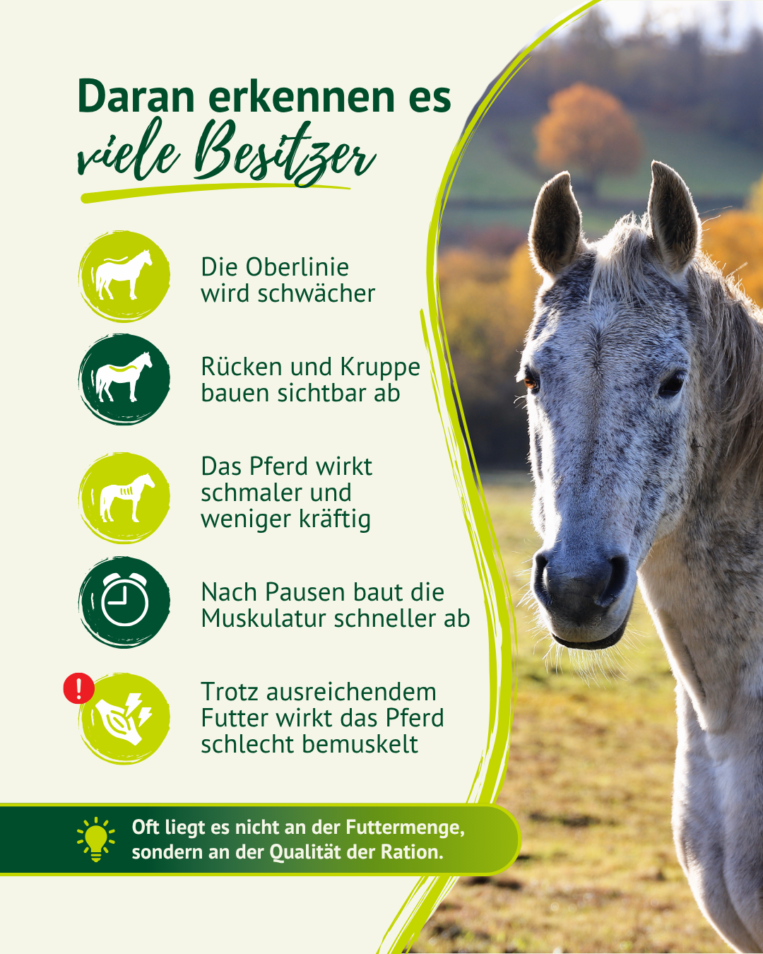 Anzeichen für Muskelabbau beim Senior-Pferd