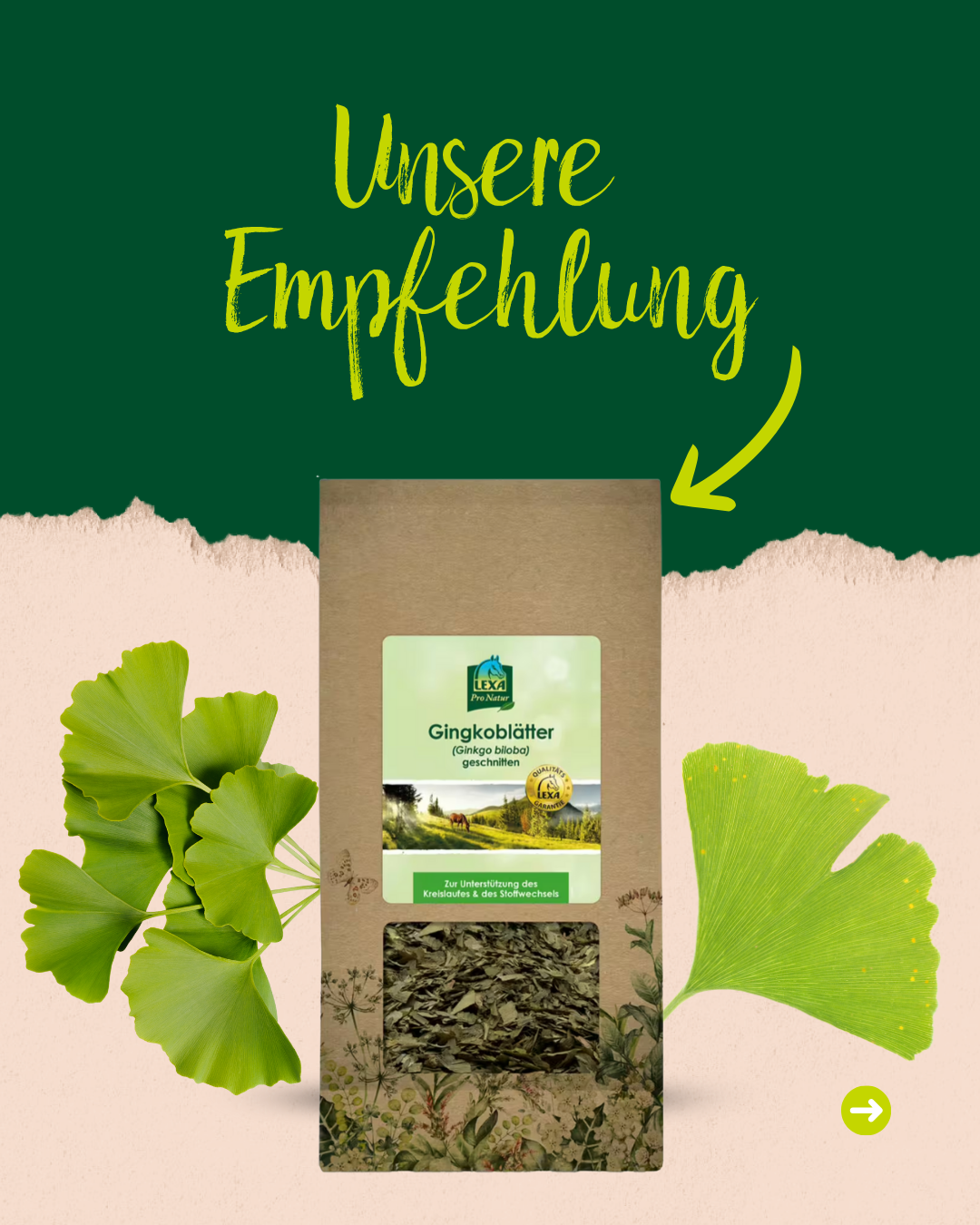Produktempfehlung: Tüte "Ginkgoblätter (Ginkgo biloba) geschnitten" von LEXA zur Unterstützung des Kreislaufes & des Stoffwechsels.