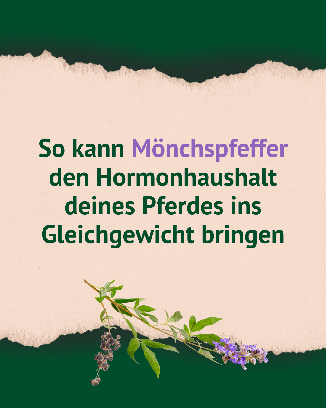 Textfolie: "So kann Mönchspfeffer den Hormonhaushalt deines Pferdes ins Gleichgewicht bringen."