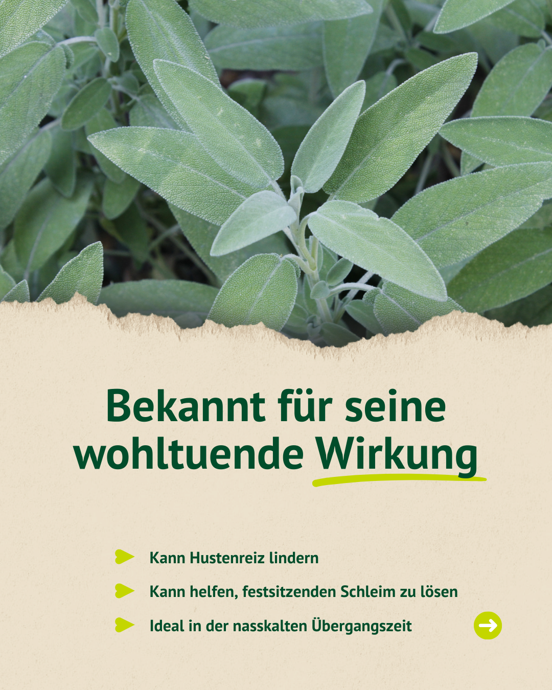 Informationstext zur Wirkung auf die Atemwege: „Bekannt für seine wohltuende Wirkung“. Aufgelistet sind Vorteile wie die Linderung von Hustenreiz und das Lösen von fest sitzendem Schleim, ideal für die nasskalte Übergangszeit.