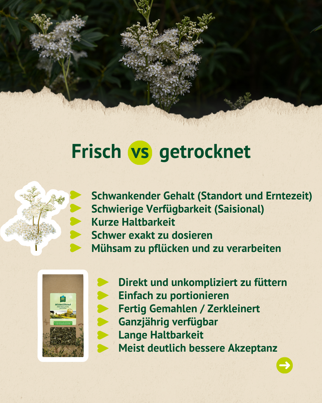 Vergleichsgrafik zu frischem und getrocknetem Mädesüßkraut mit Stichpunkten zu Dosierung, Haltbarkeit, Verarbeitung und Akzeptanz.
