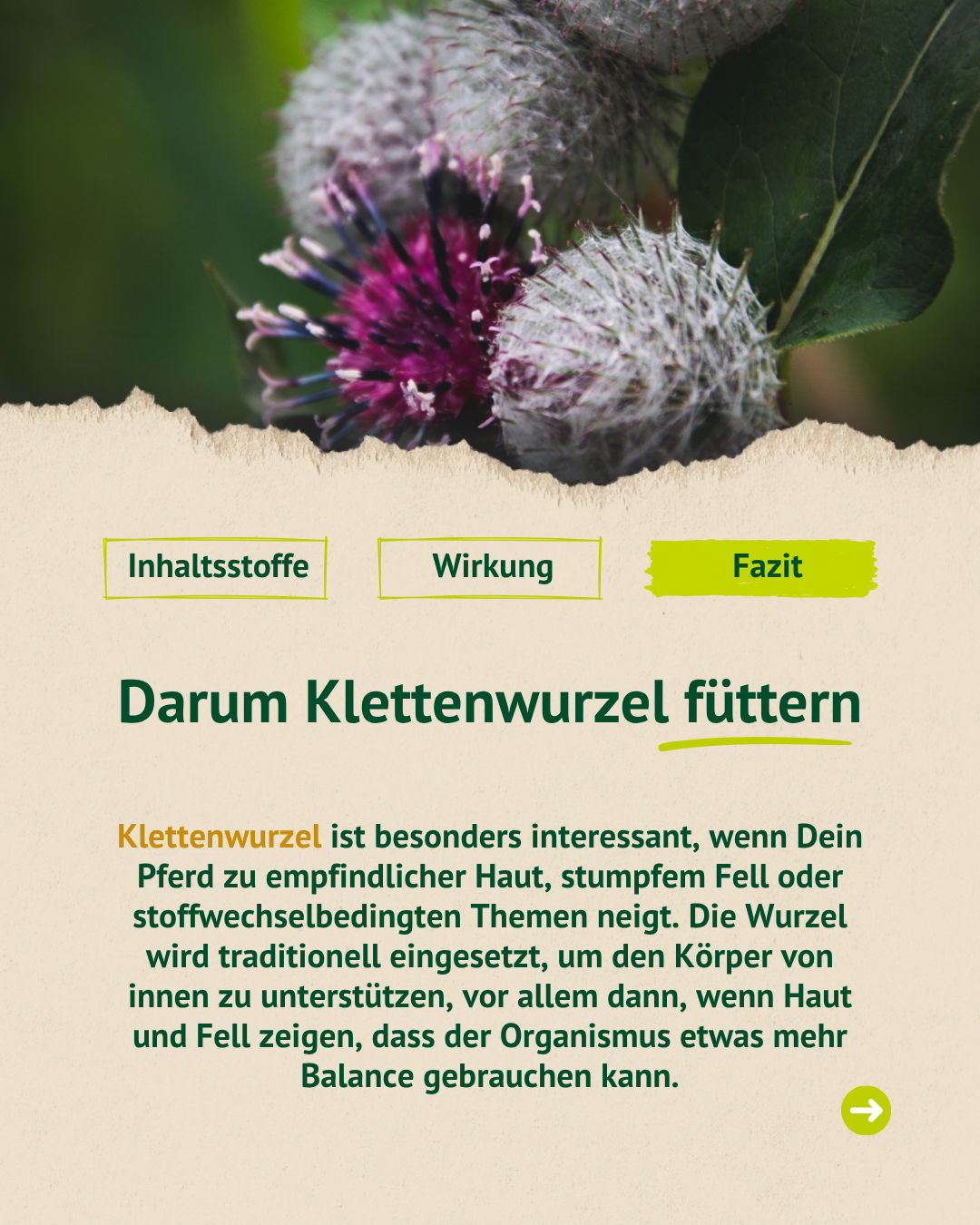 Erklärung zur Fütterung von Klettenwurzel bei Pferden mit Fokus auf empfindliche Haut, stumpfes Fell und stoffwechselbedingte Themen.