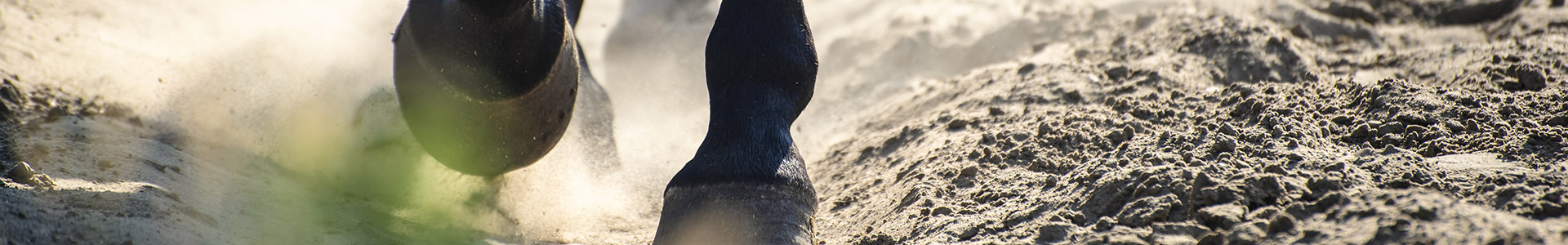 Pferdehufe im Sand Pferdehufe, die über sandigen Boden laufen, Staub wirbelt auf.