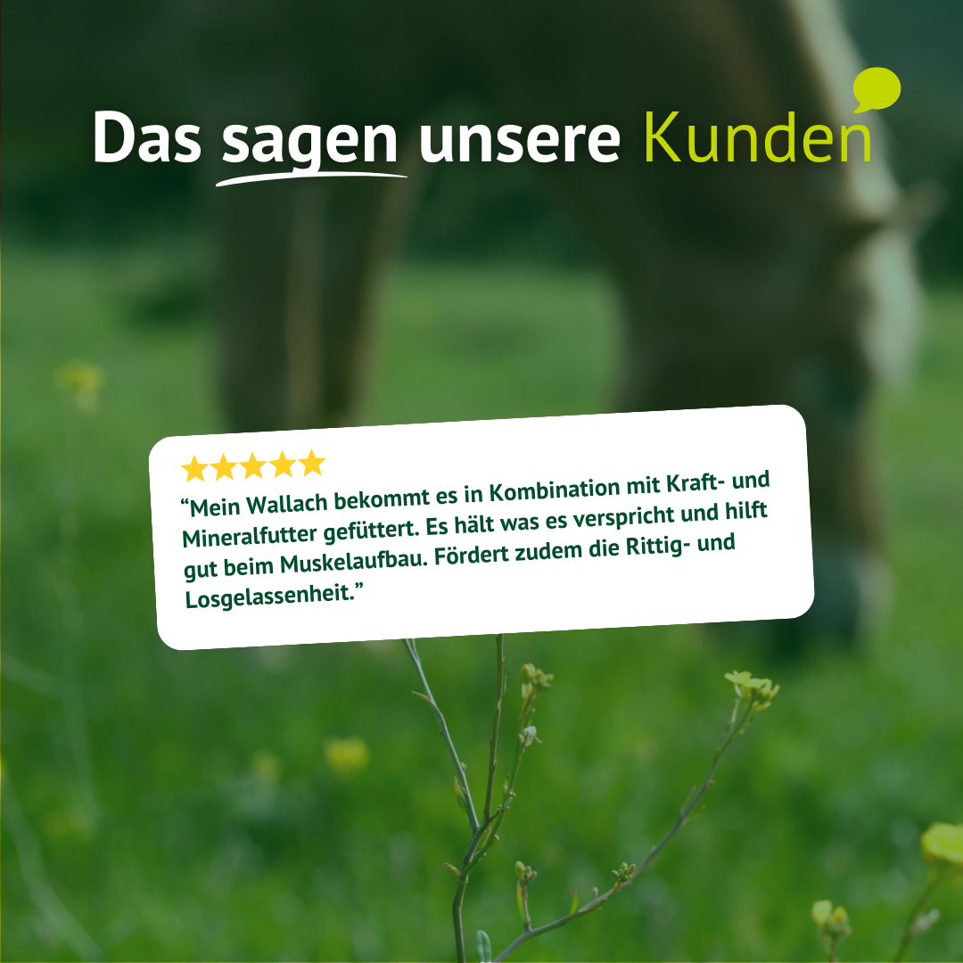Kundenbewertung Platzhalter vor Pferd auf grüner Wiese für LEXA Pferdefutter