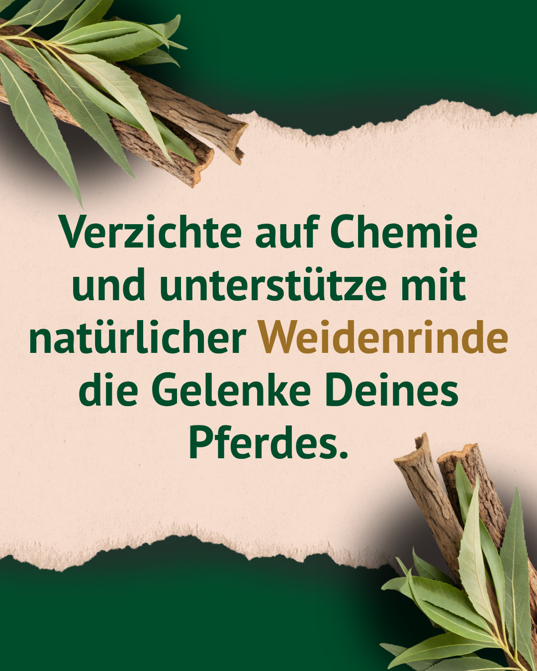 Zerfetztes Papier mit grünem Hintergrund, Weidenrinde und Blätter an den Ecken, Text in Grün und Braun: 'Verzichte auf Chemie und unterstütze mit natürlicher Weidenrinde die Gelenke Deines Pferdes.' Zerfetztes Papier mit grünem Hintergrund, Weidenrinde und Blätter an den Ecken, Text in Grün und Braun: 'Verzichte auf Chemie und unterstütze mit natürlicher Weidenrinde die Gelenke Deines Pferdes.'