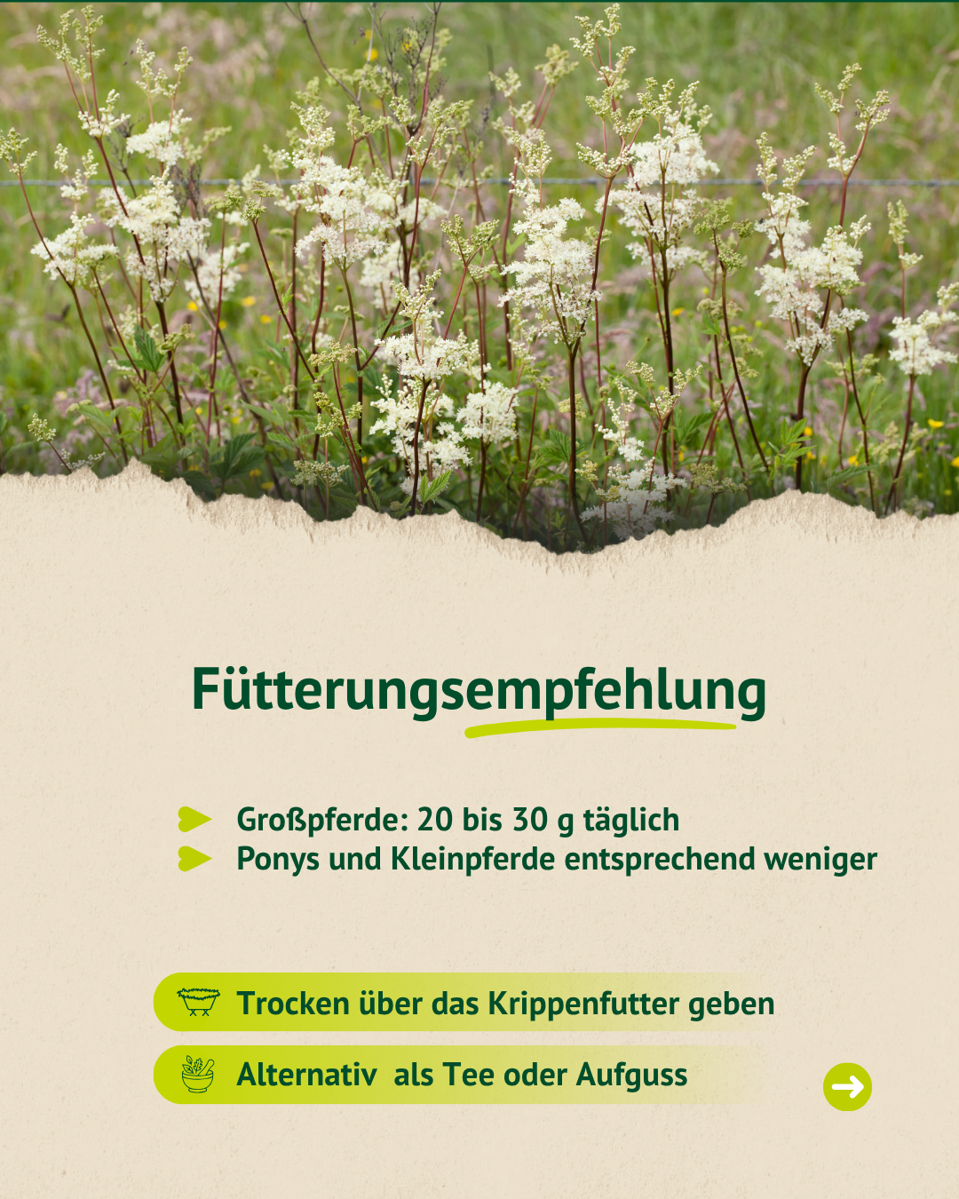 Grafik zur Fütterungsempfehlung von Mädesüßkraut für Großpferde, Ponys und Kleinpferde mit Hinweis zur Gabe über das Krippenfutter oder als Tee.