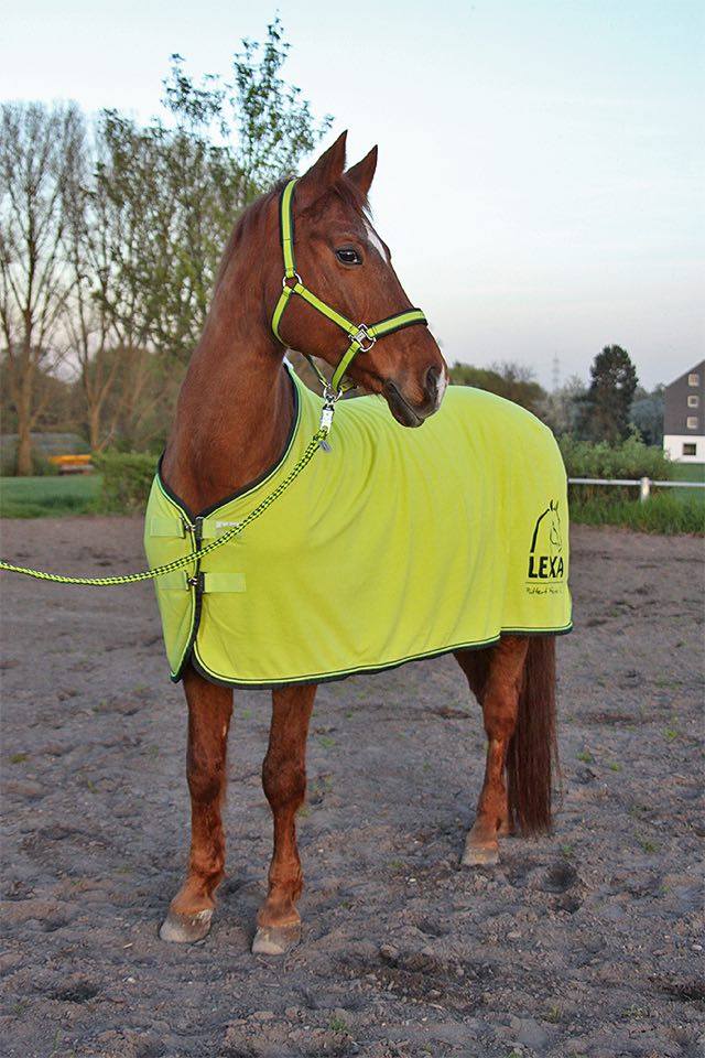 Pferd in gelber Decke Ein braunes Pferd trägt eine leuchtend gelbe Decke mit schwarzem Rand und Halfter. Es steht auf einem Reitplatz mit Bäumen im Hintergrund.