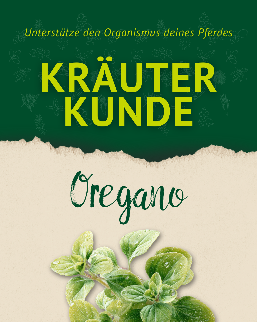 Titelgrafik Kräuterkunde Oregano mit frischen Oreganoblättern – natürliche Unterstützung für dein Pferd