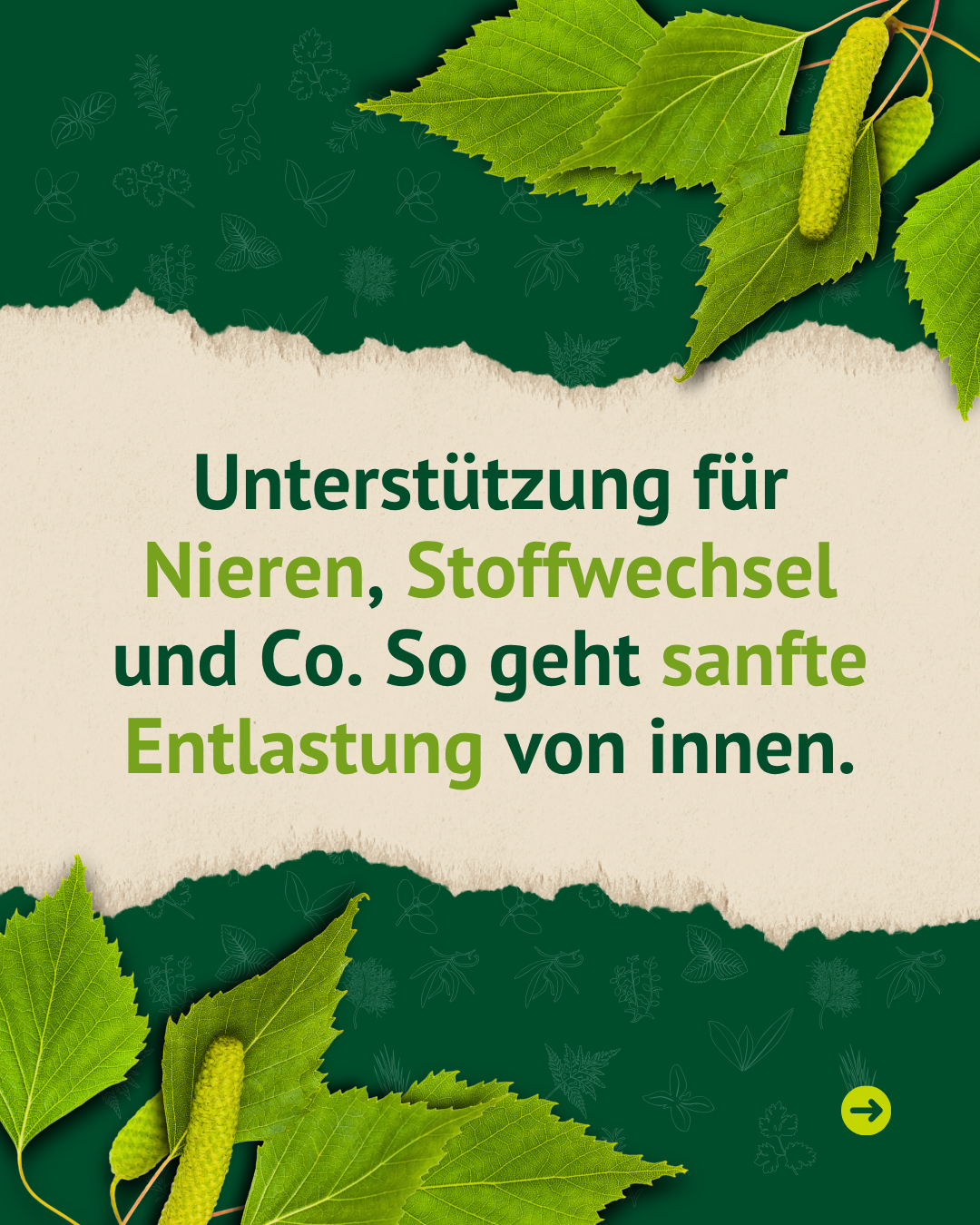 Birkenblätter mit Text zur Unterstützung von Nieren und Stoffwechsel bei Pferden