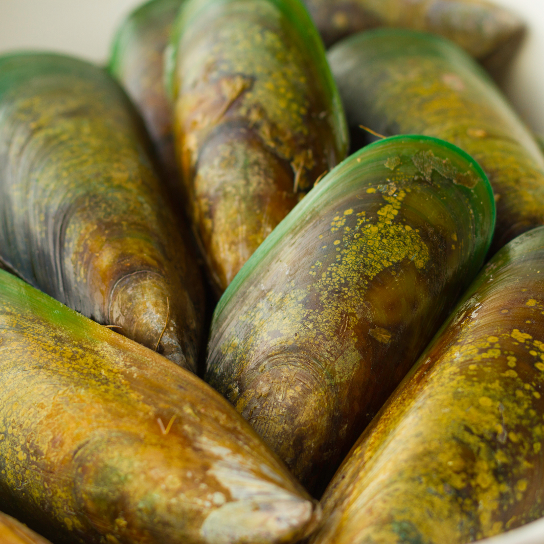 Grünlippmuschel für Pferde