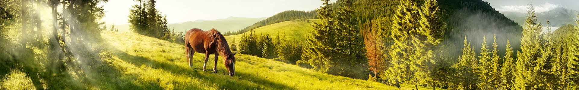Pferd auf einer Wiese in der Natur Ein Pferd grast auf einer grünen Wiese, umgeben von Bäumen und sanften Hügeln.
