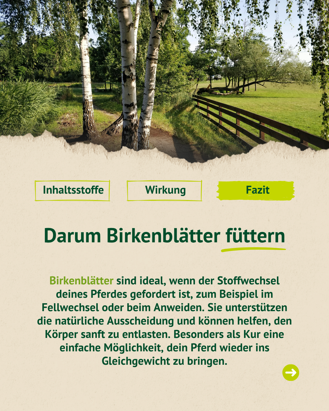 Landschaft mit Birkenbäumen und Erklärung, warum Birkenblätter den Stoffwechsel von Pferden unterstützen