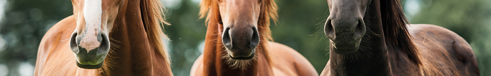 Drei Pferde Drei Pferde nebeneinander, zwei braune und ein schwarzes, mit fokussierten Blicken.