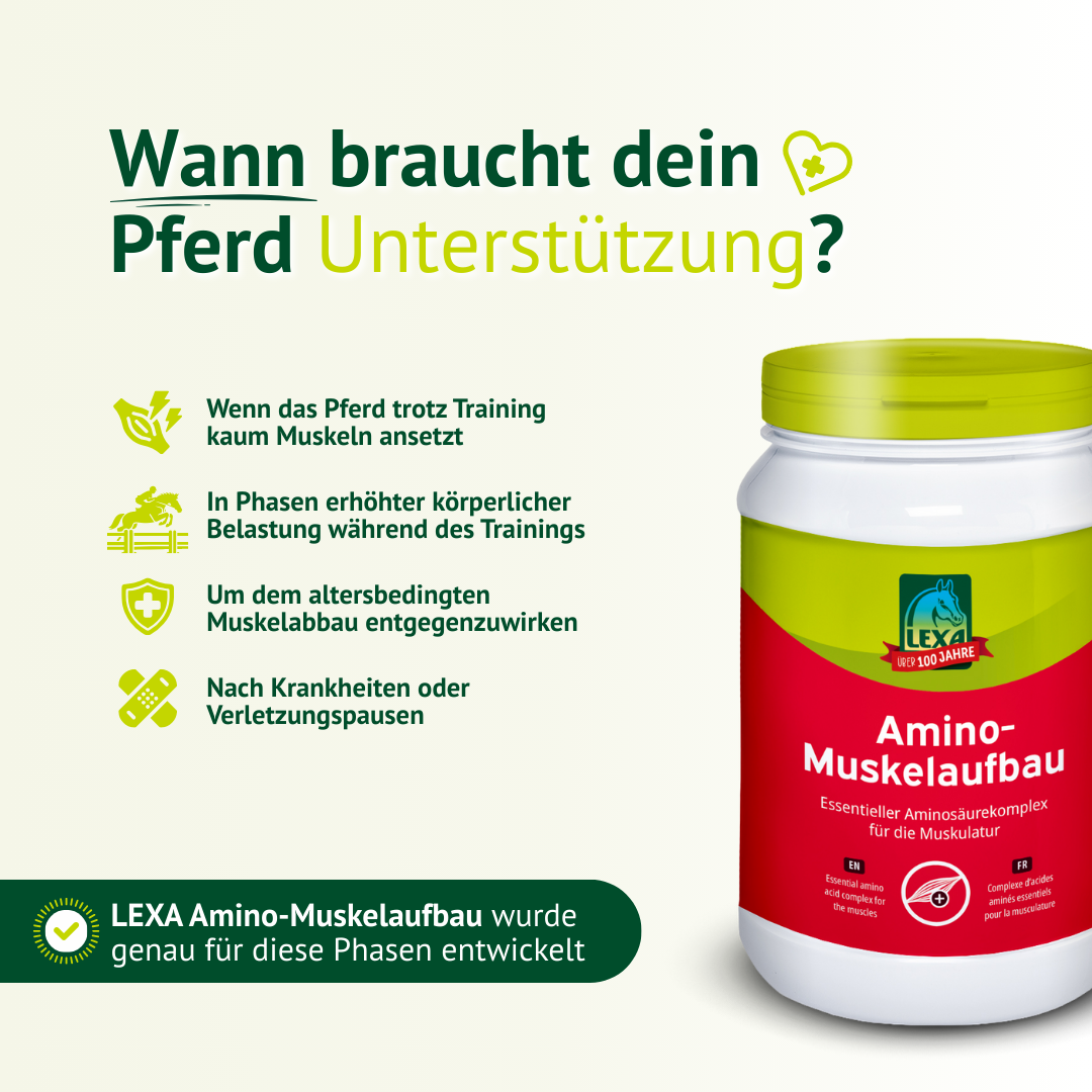 Infografik zu Einsatzphasen von LEXA Amino-Muskelaufbau bei Training, Belastung und Aufbauphasen beim Pferd