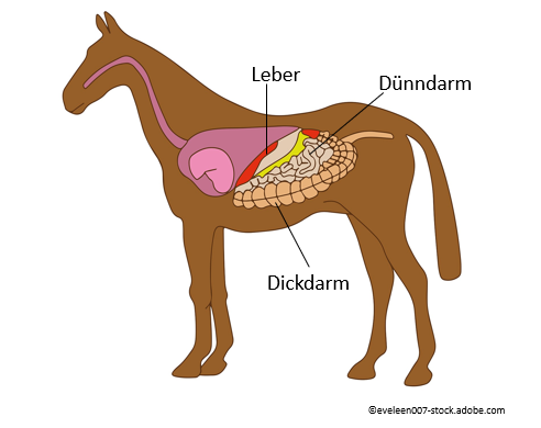 Die Leber und der Darm des Pferdes