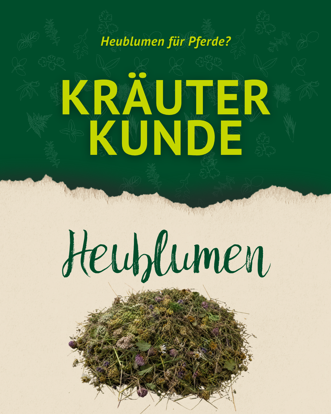 Grafik zur Kräuterkunde über Heublumen für Pferde mit einem Haufen getrockneter Wiesenkräuter und dem Titel „Kräuterkunde Heublumen“.