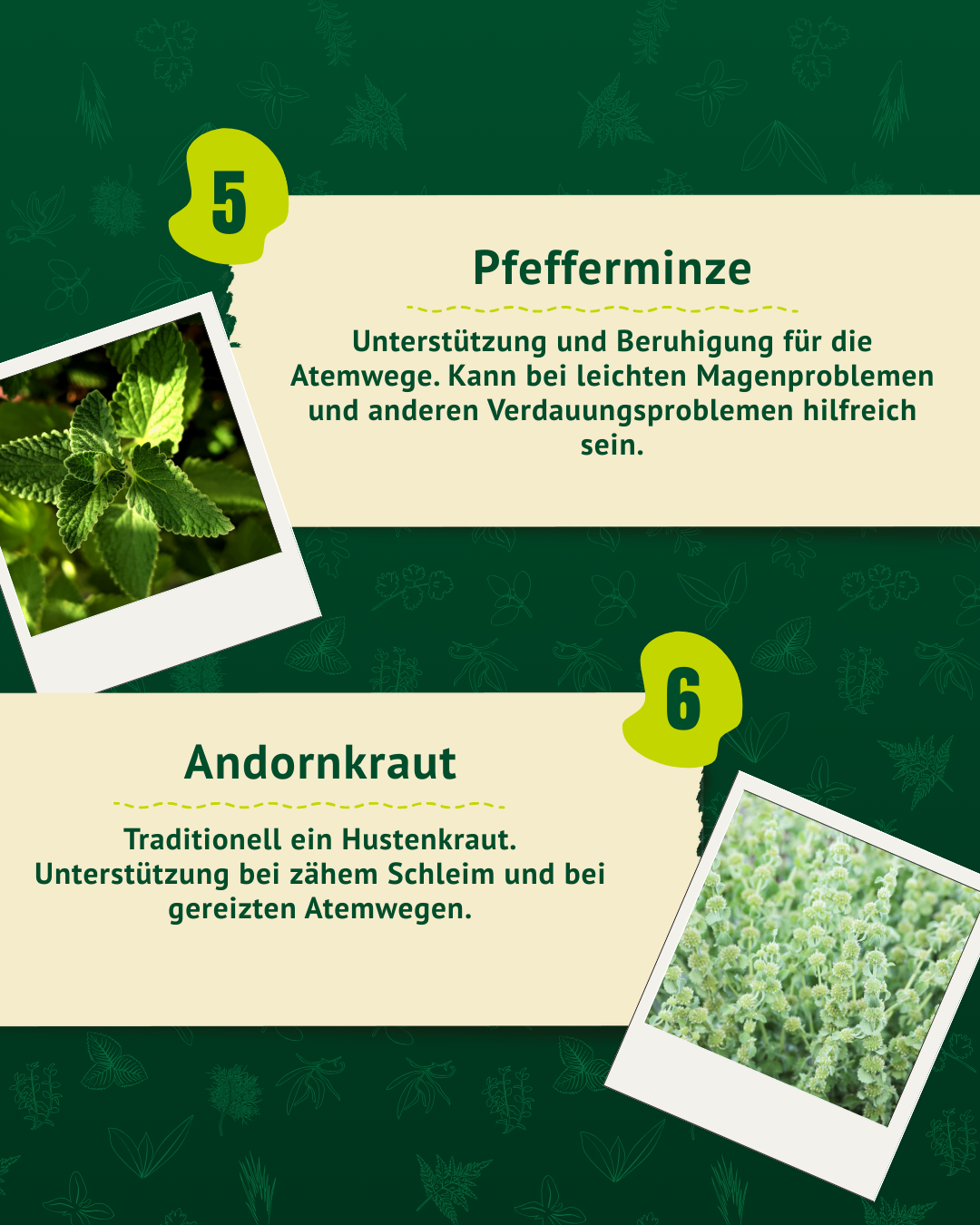 Nahaufnahme von Pfefferminzblättern mit gezackten Rändern und grüner Farbe. Ebenso eine Nahaufnahme von Andornkraut.