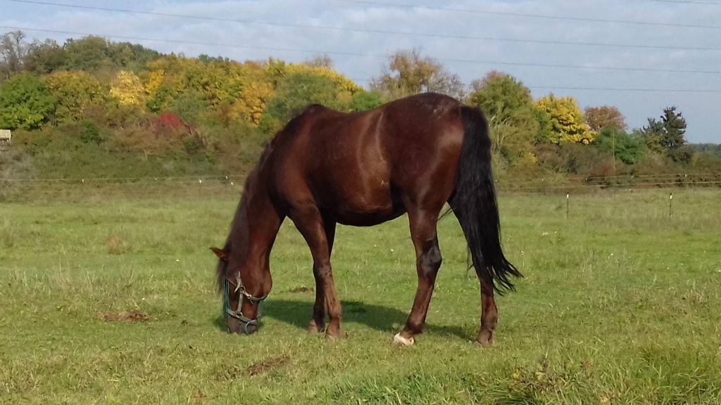 Braunes Pferd auf der Wiese Entwurmung beim Pferd
