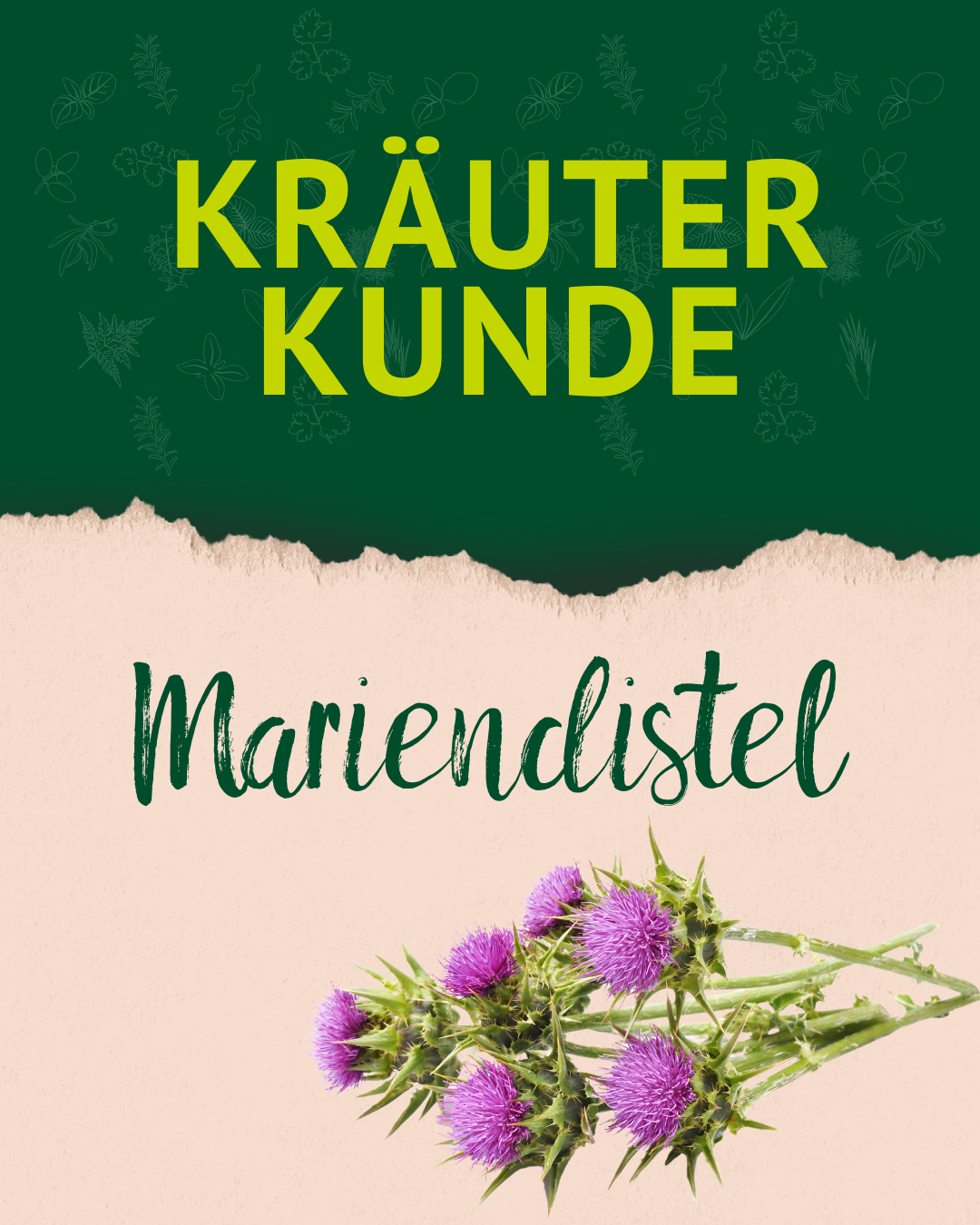 1. Post der Mariendistel von unserer Kräuterkunde 1. Post der Mariendistel von unserer Kräuterkunde