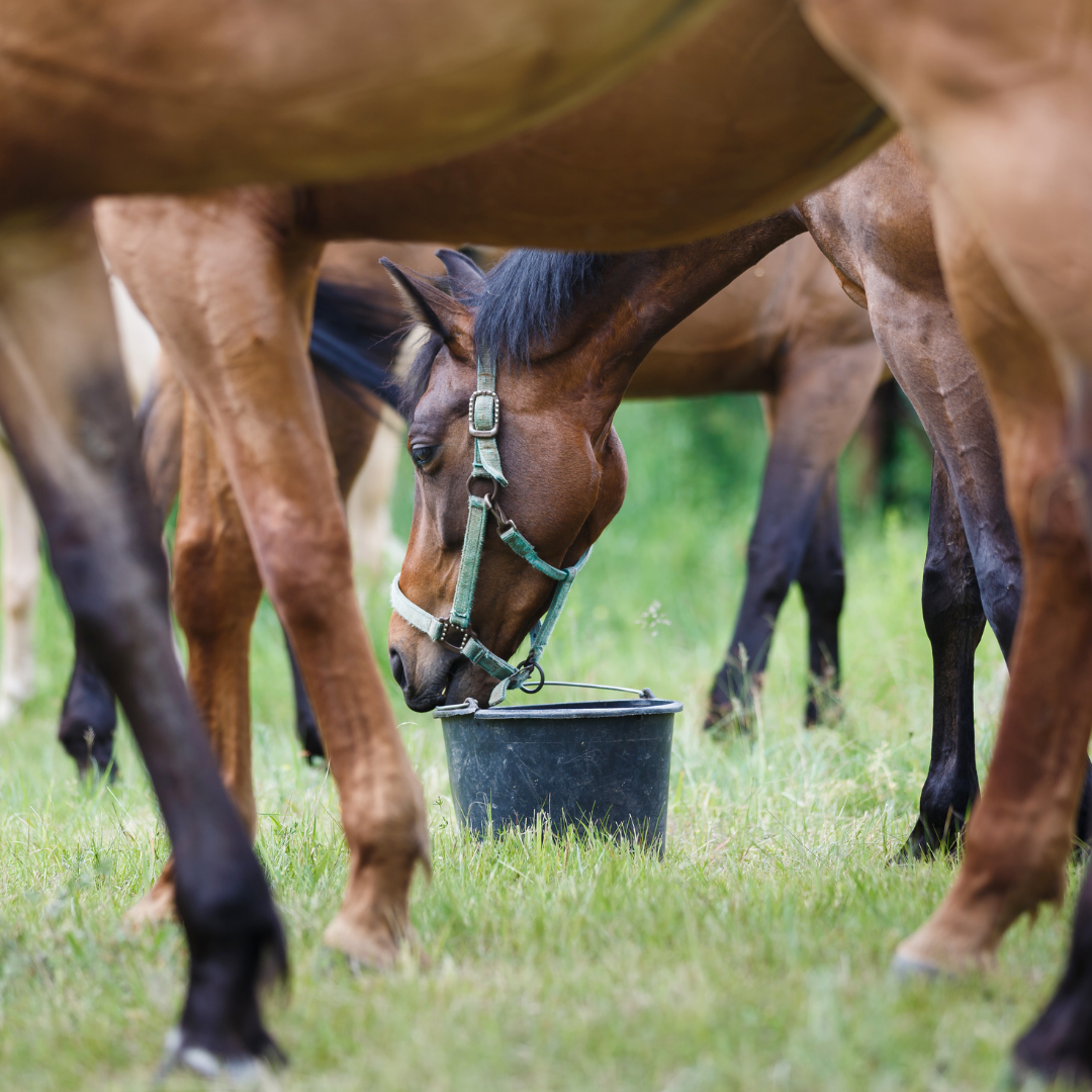 Pferd frisst auf der Weide