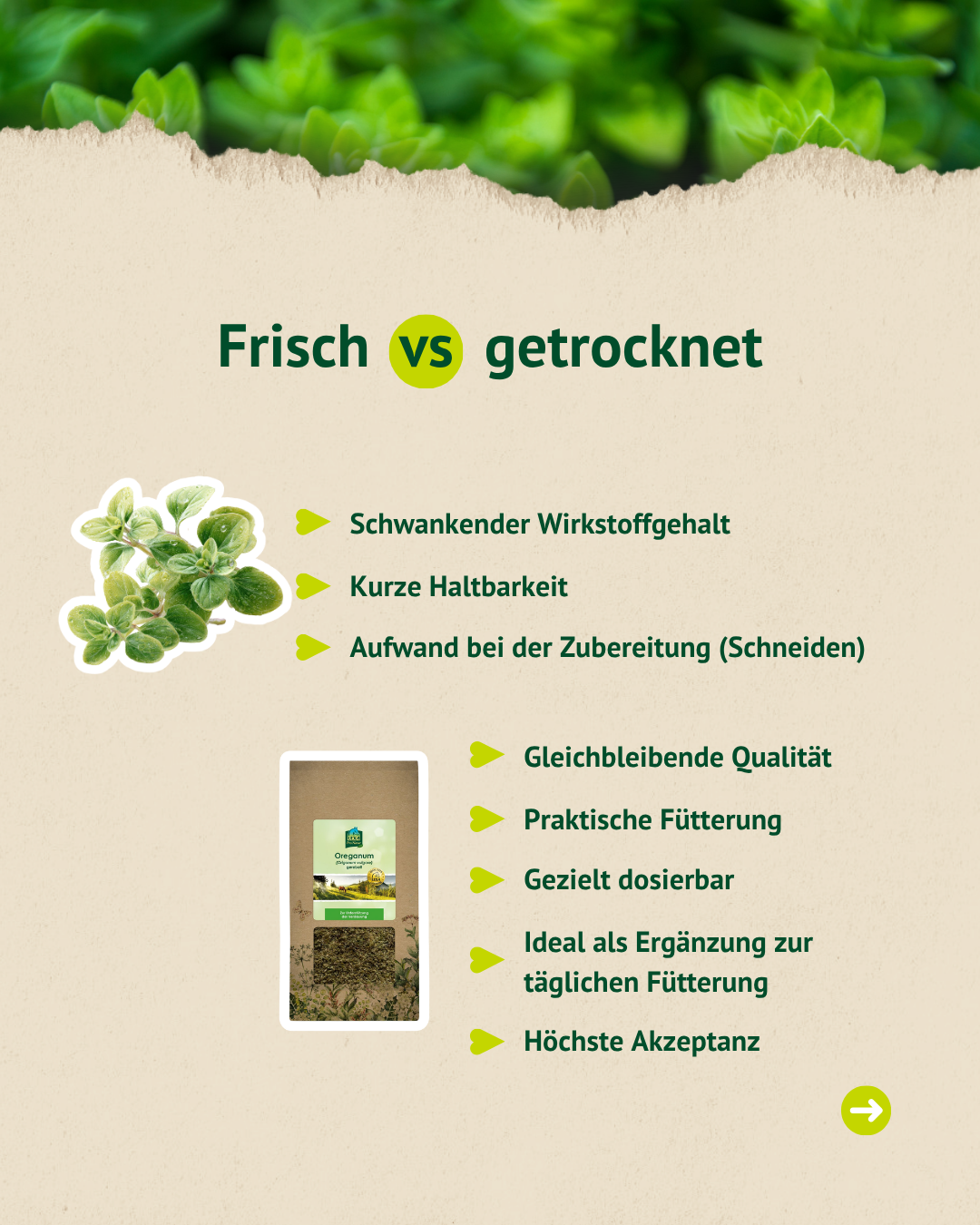 Vergleich frischer vs. getrockneter Oregano – Vorteile für die tägliche Pferdefütterung