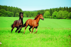 Muskelaufbau beim Pferd Muskelaufbau beim Pferd