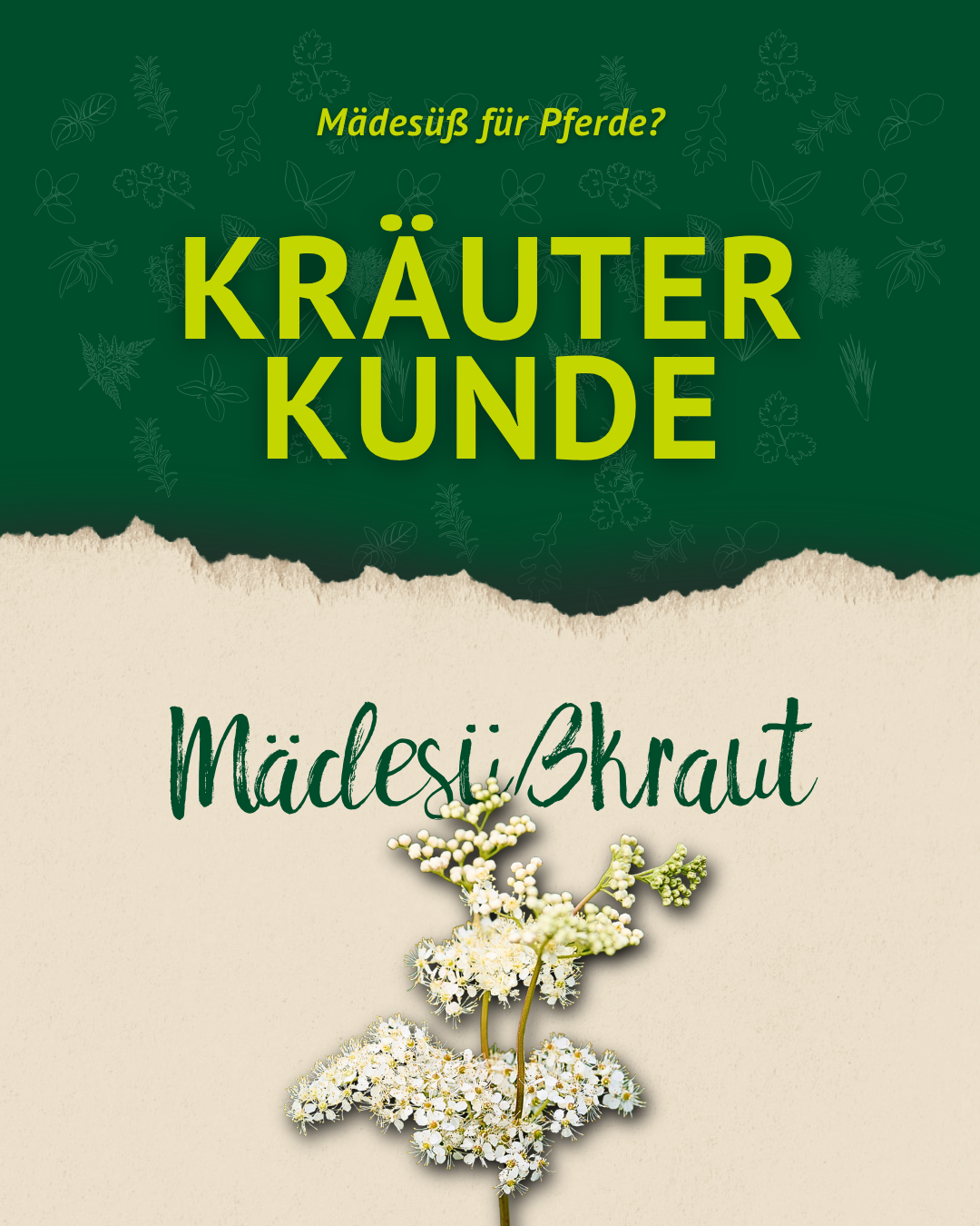 Grafik zur Kräuterkunde über Mädesüßkraut mit grünem Hintergrund, beigem Papierlook und abgebildeter Mädesüßpflanze.