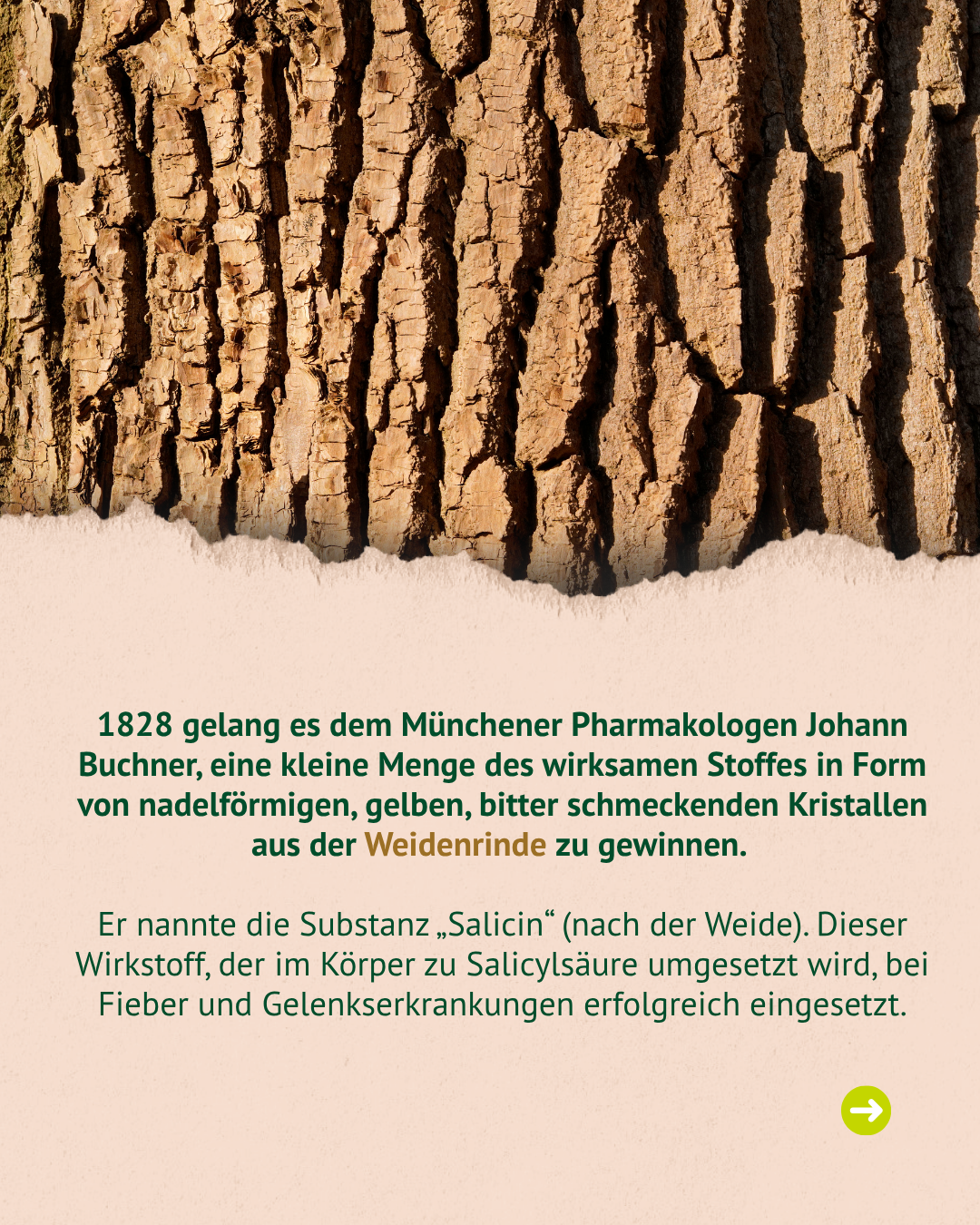 Nahaufnahme von brauner, rissiger Baumrinde über grünem Text auf beigem Hintergrund. Nahaufnahme von brauner, rissiger Baumrinde über grünem Text auf beigem Hintergrund.