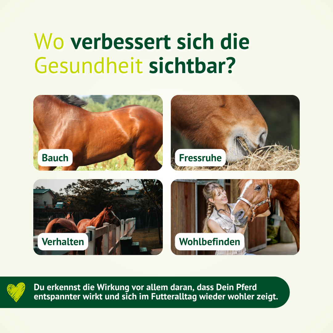 LEXA Digestol kann die Gesundheit deines Pferdes sichtbar an Bauch, Fressruhe, Verhalten und Wohlbefinden unterstützen.