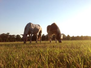 Pferde auf der Wiese Luzerne fürs Pferd