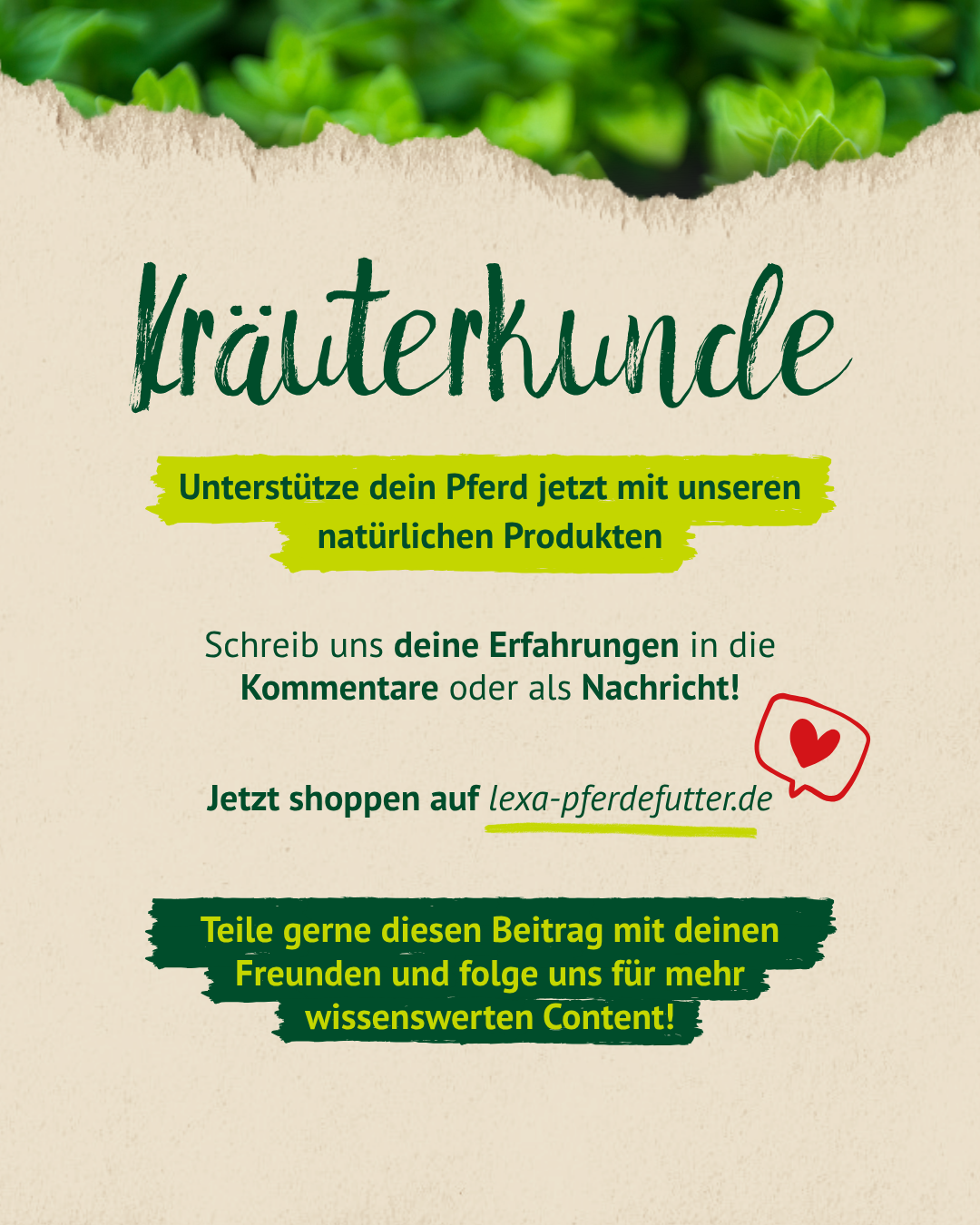 Kräuterkunde Abschluss – natürliche Produkte für dein Pferd jetzt entdecken und ausprobieren
