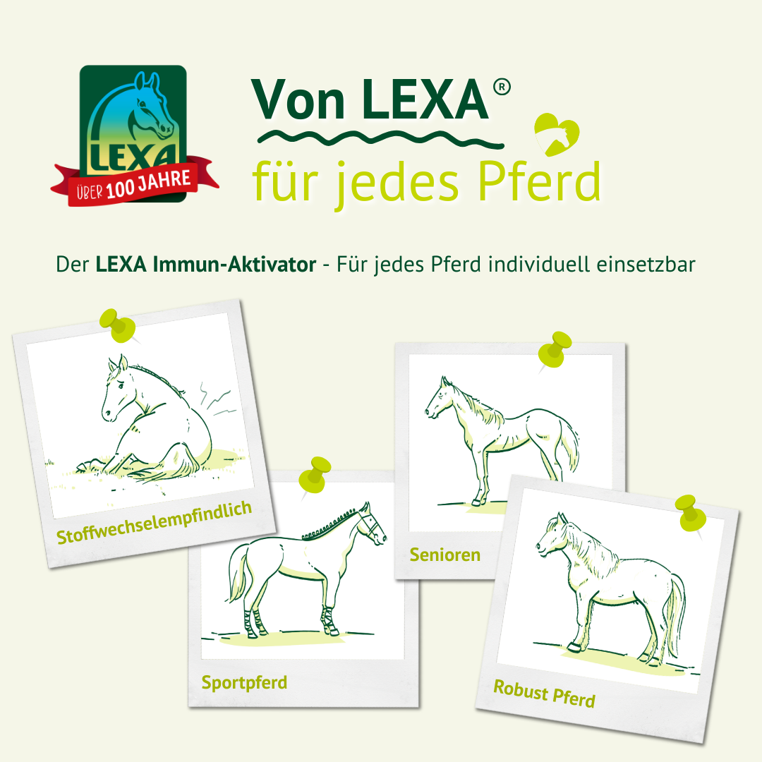 Illustrationen zeigen, dass der Immun-Aktivator für alle geeignet ist: stoffwechselempfindliche Pferde, Sportpferde, Senioren und Robustpferde.