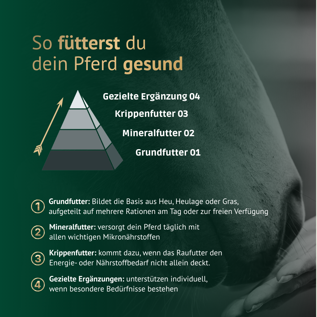 So fütterst du dein Pferd gesund – Fütterungspyramide mit Grundfutter, Mineralfutter und gezielzter Ergänzung