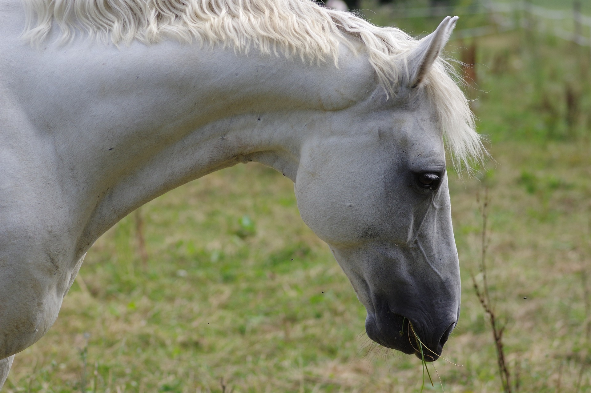 Weißes Pferd auf der Weide Haarlinge bei Pferden