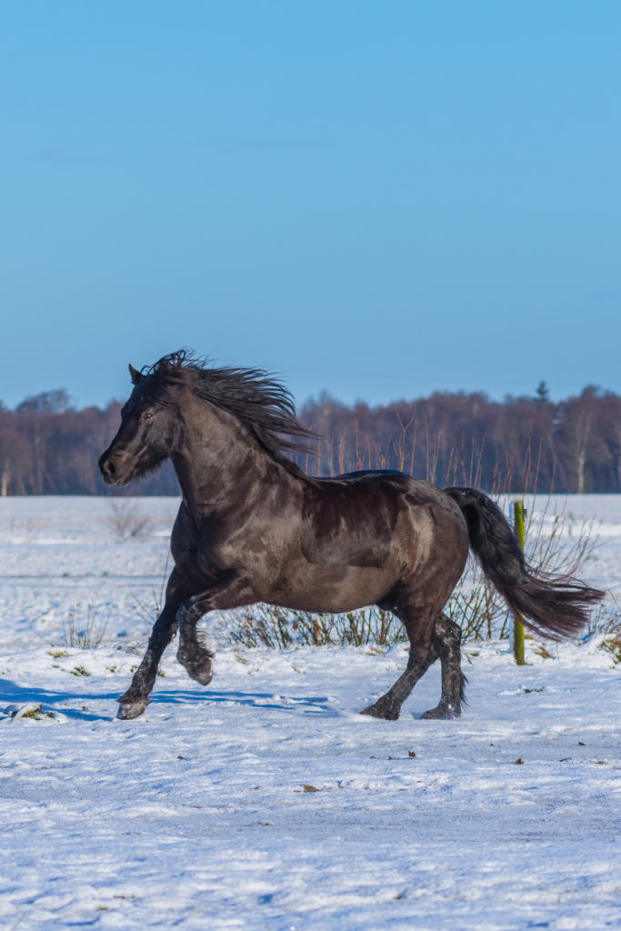 Mein altes Pferd ist zu dünn