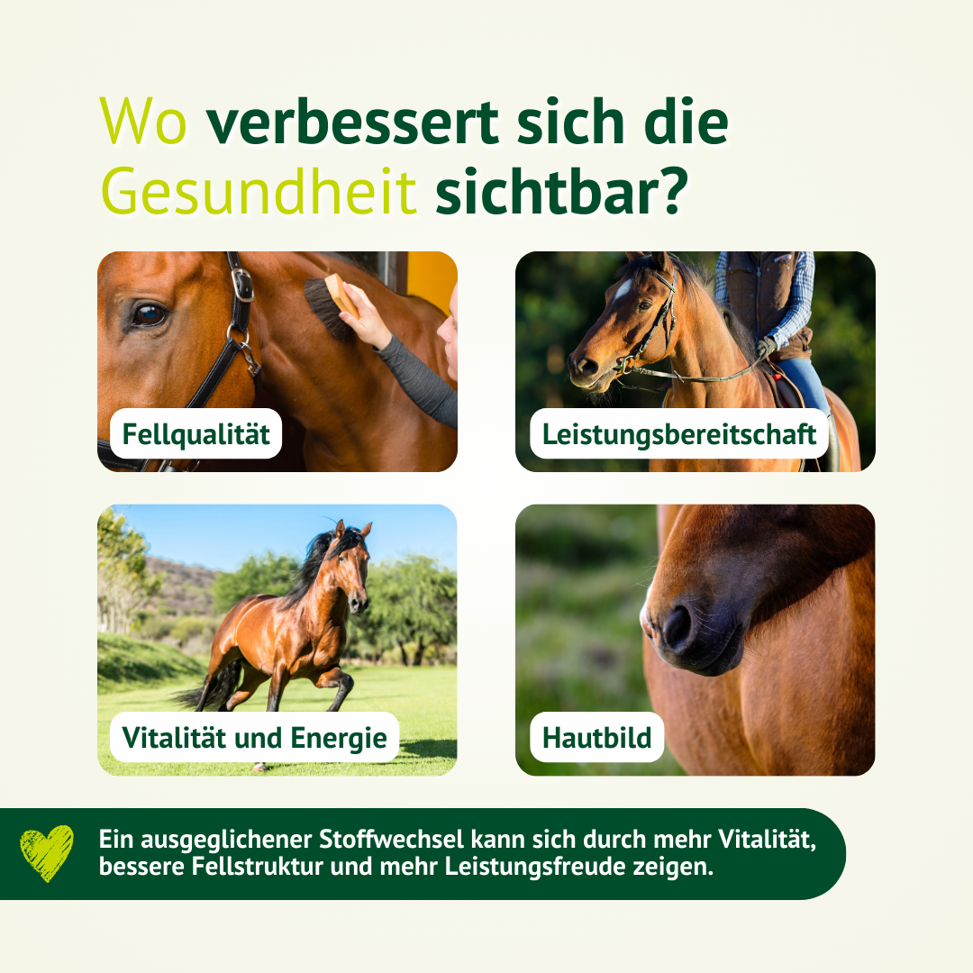 Vorher-nachher-orientierte Nutzen-Grafik zur Leber-Stoffwechsel-Kur mit Fokus auf Fellqualität, Leistungsbereitschaft, Vitalität und Hautbild beim Pferd.
