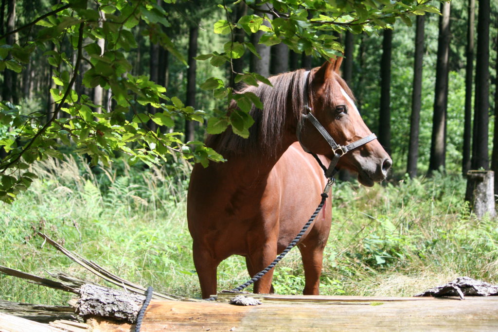 Mein Pferd in der Corona Krise richtig füttern
