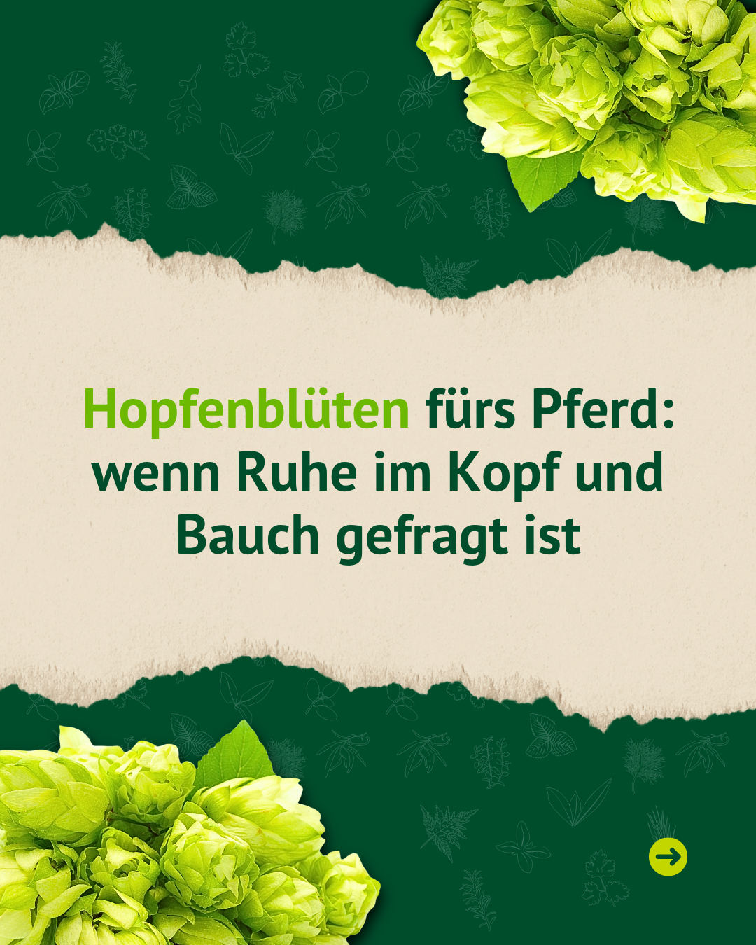 Grafik mit Hopfenblüten und dem Hinweis, dass Hopfenblüten für Pferde bei Ruhe im Kopf und Bauch gefragt sein können.