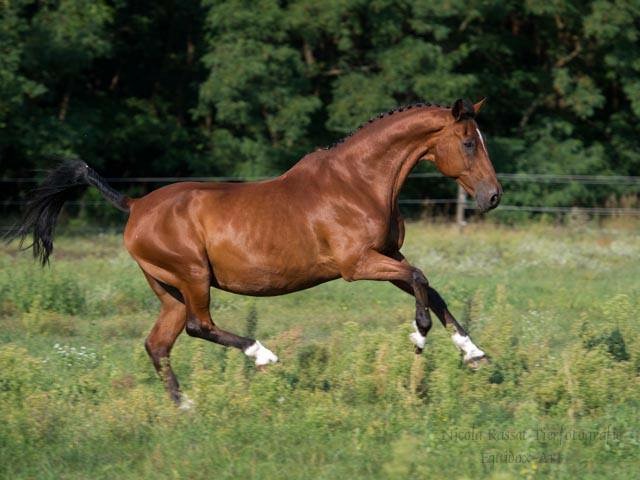 Gesunde Sehnen beim Pferd