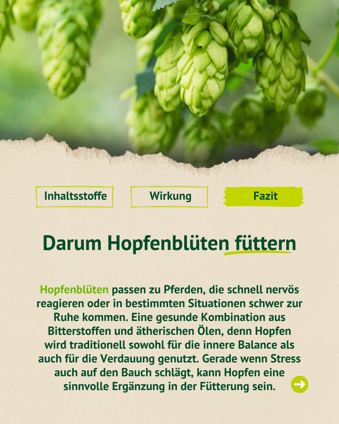 Grafik mit Fazit zur Fütterung von Hopfenblüten bei nervösen Pferden und zur Unterstützung von Ruhe und Verdauung.