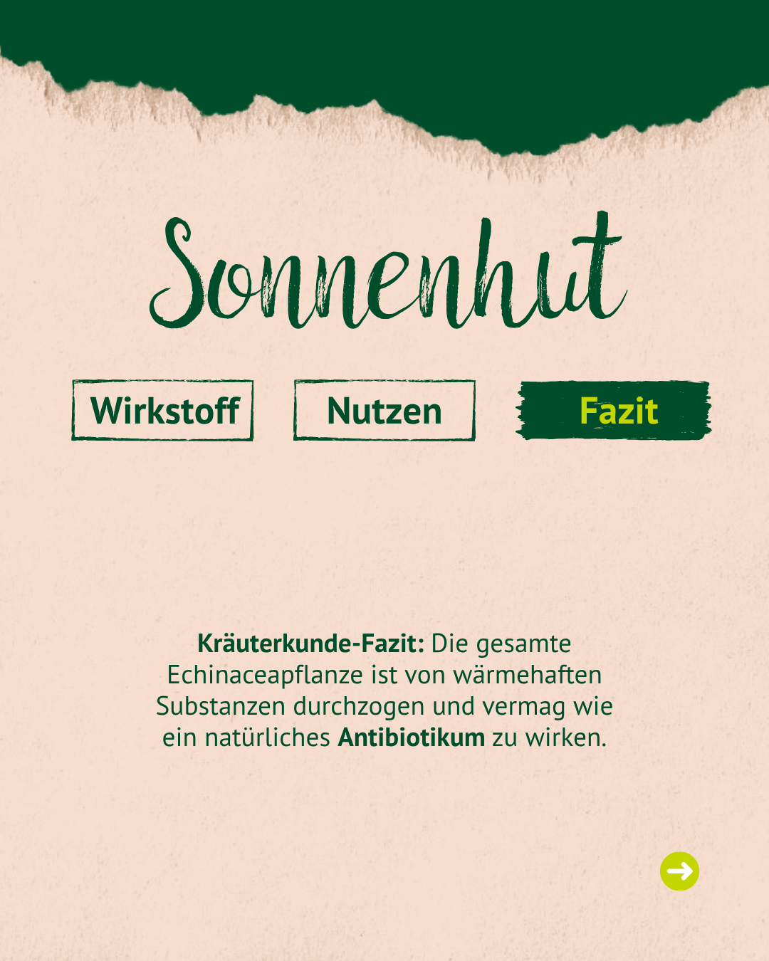 Überschrift mit Sonnenhut, mit drei Reitern und der letzte "Fazit" ist dunkelgrün markiert. Dann steht noch ein einen kleines Kräuter Fazit. 