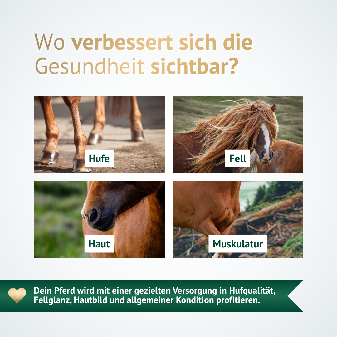 Sichtbare Verbesserungen bei Pferden durch Ergänzungsfutter – Hufe, Fell, Haut und Muskulatur