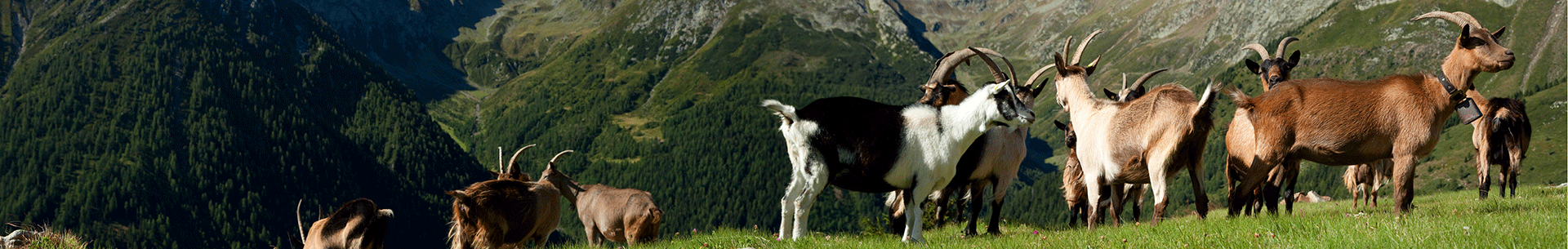 Ziegen auf einer Wiese in den Bergen Eine Gruppe von Ziegen auf einer grünen Wiese mit Bergen im Hintergrund.