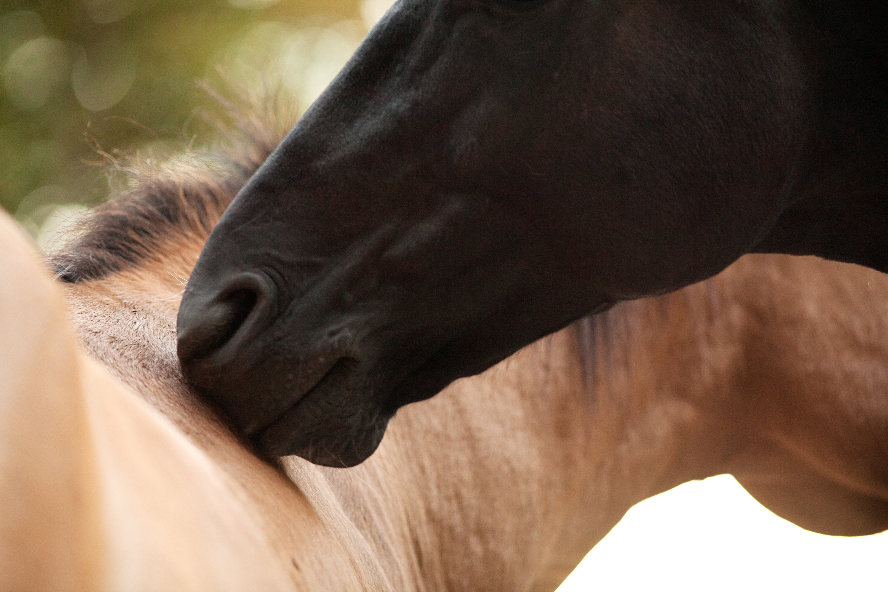 Schwarzes und hellbraunes Pferd in Interaktion Ein schwarzes Pferd berührt sanft den Hals eines hellbraunen Pferdes.