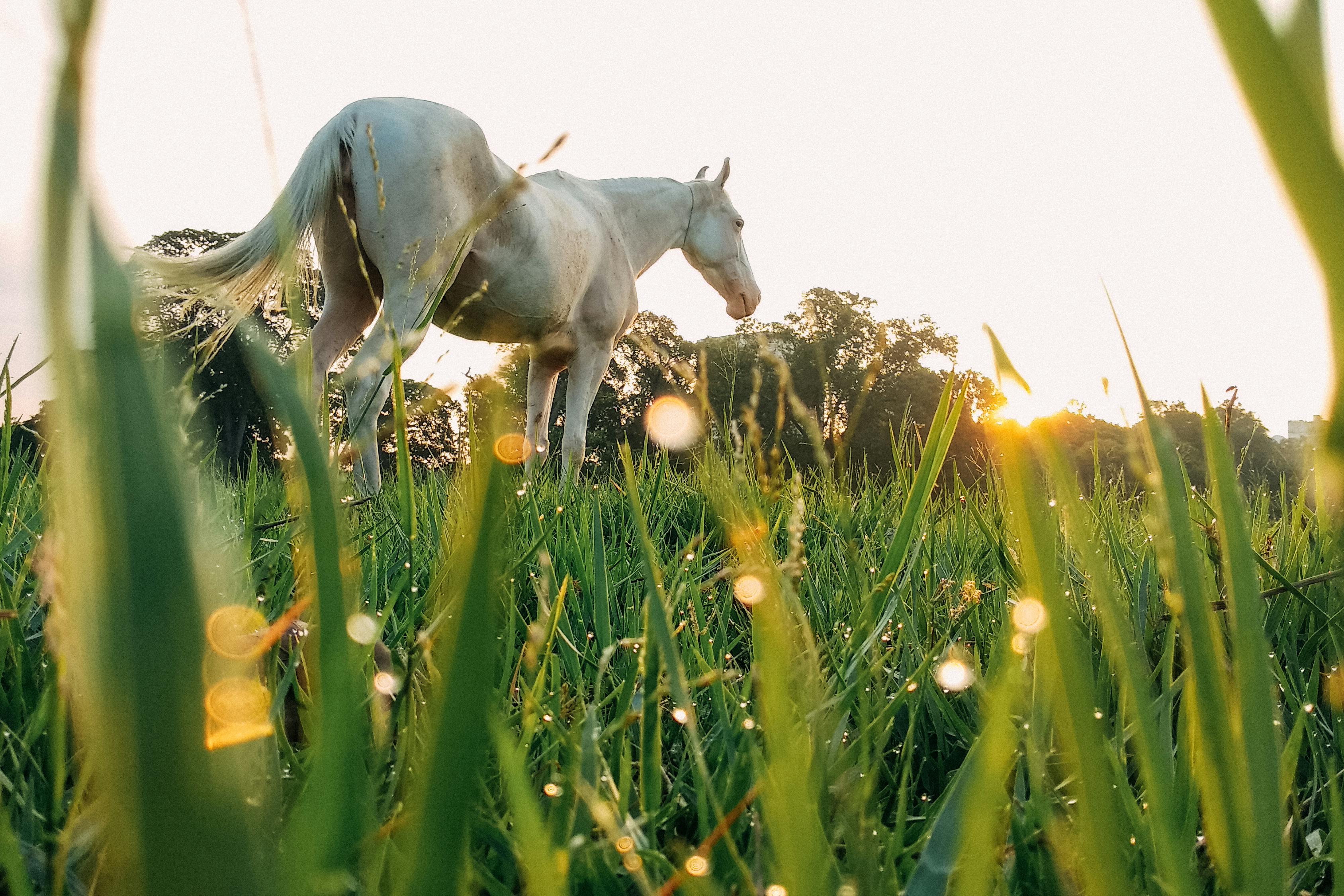 Weißes Pferd auf einer Wiese Ein weißes Pferd steht auf einer grünen Wiese im Sonnenlicht.