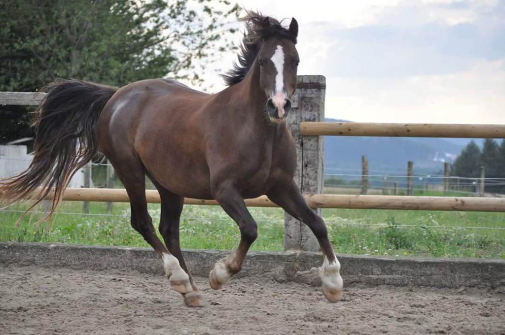 Gallen beim Pferd