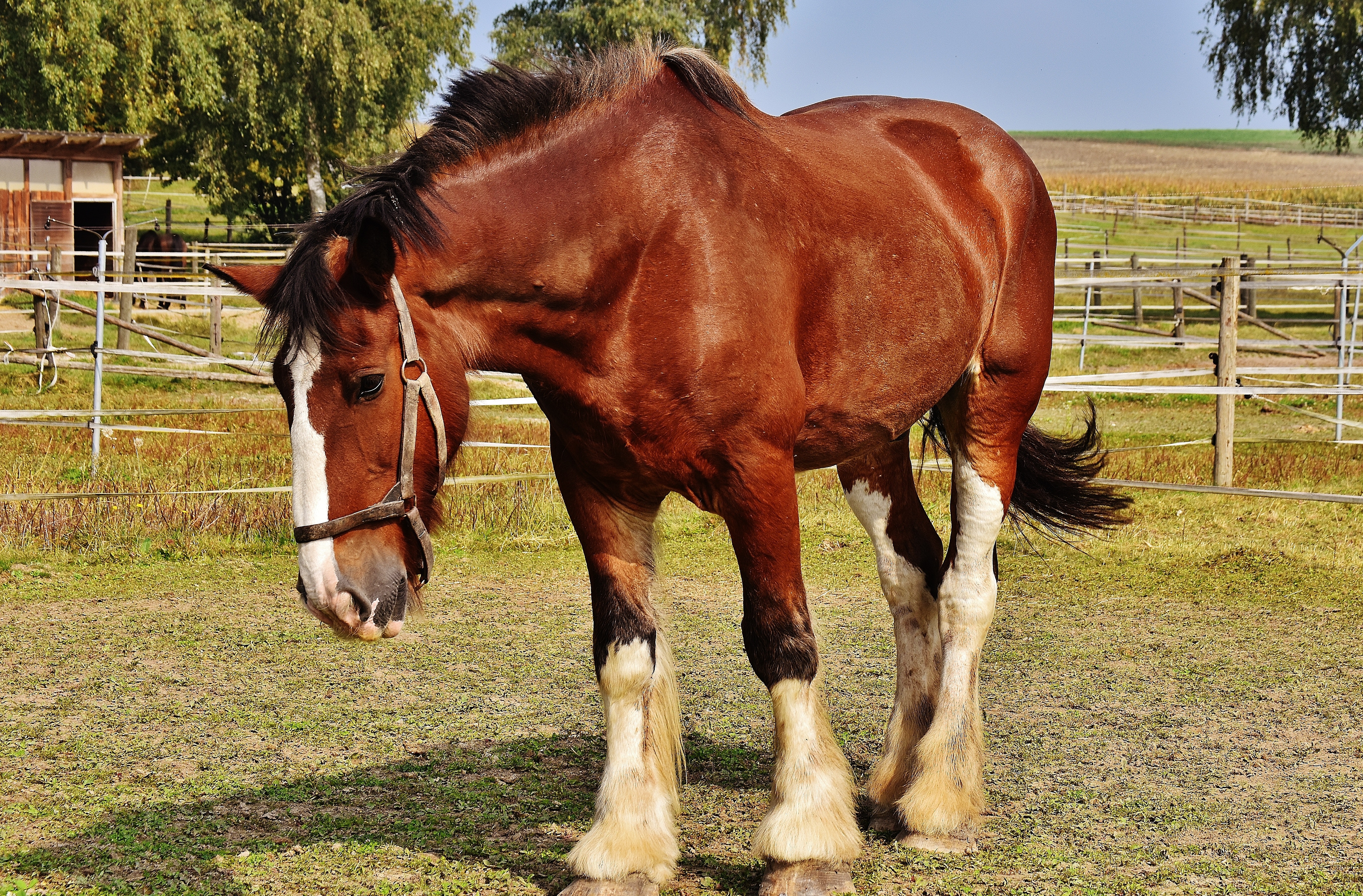Braunes Pferd auf der Weide Ein braunes Pferd mit weißen Abzeichen an den Beinen steht auf einer Wiese.