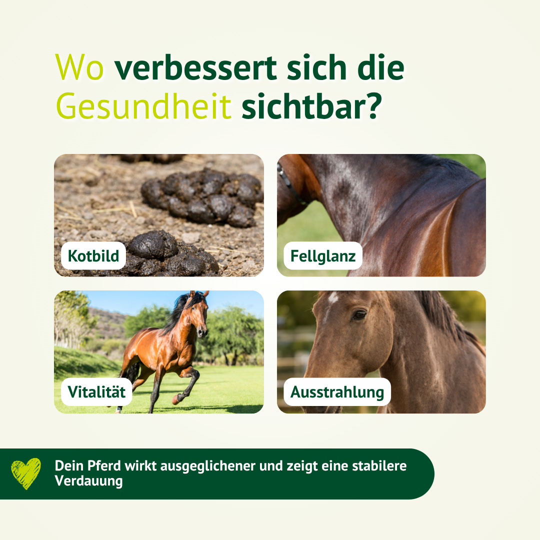 Verbesserung von Kotkonsistenz, Wohlbefinden und Futterverwertung beim Pferd durch gezielte Verdauungsunterstützung