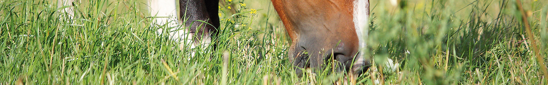 Pferd im Gras Ein Pferd frisst Gras auf einer Wiese.